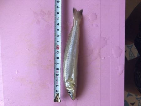 今年初キス釣り