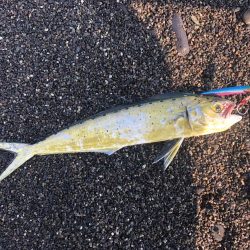 周りがほぼ釣れていない中無双爆釣タイム