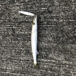 カマスの入れ食い