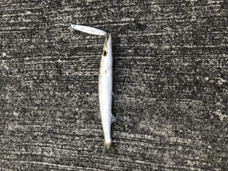 カマスの入れ食い