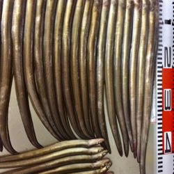 アナゴ釣り記録更新