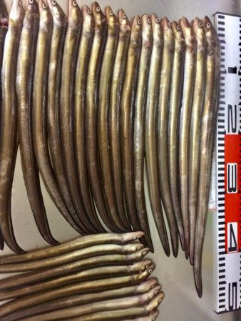 アナゴ釣り記録更新