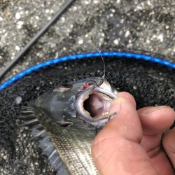 チヌ落とし込み