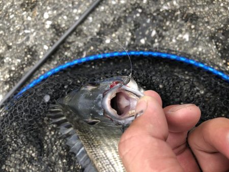 チヌ落とし込み