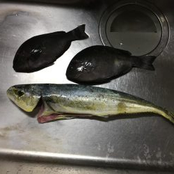 磯から真夏のフカセ釣り