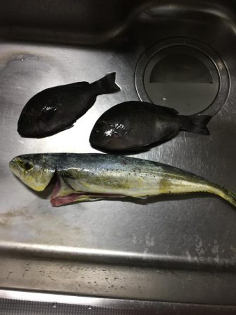 磯から真夏のフカセ釣り