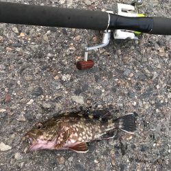 過去最高のガシラ‼︎