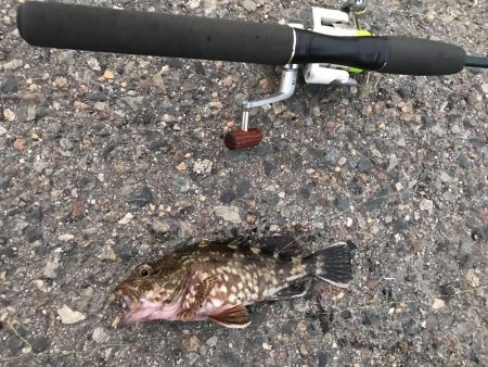 過去最高のガシラ‼︎