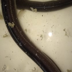 アナゴ釣りと夜光虫