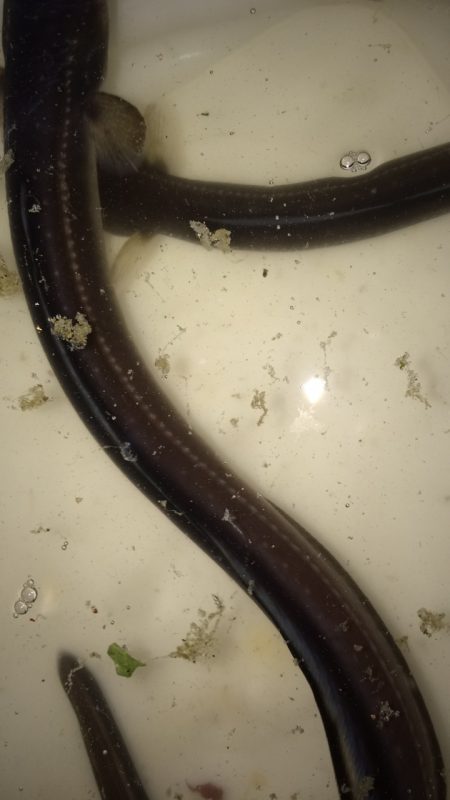 アナゴ釣りと夜光虫