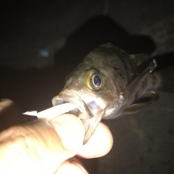 意外とメバルが