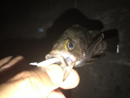 意外とメバルが