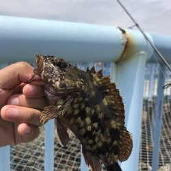 ちょい投げでキス