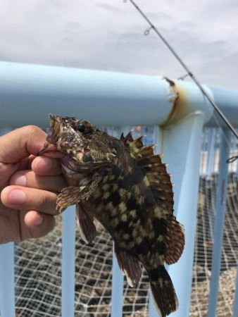 ちょい投げでキス