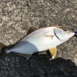 ショアジギング