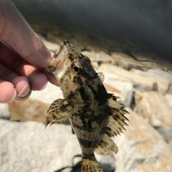 青物不発からの根魚三目達成