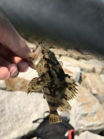 青物不発からの根魚三目達成