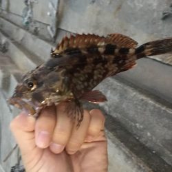 アジングでガシラ