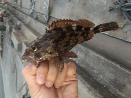 アジングでガシラ