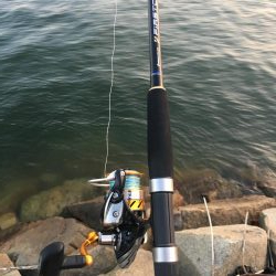 クーラー持ってないときに限ってアコウ