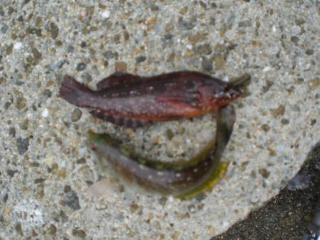台風前チョイ投げ