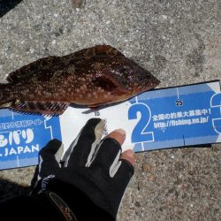 今日もいた！！