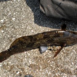 アイナメ・ガシラ祭り