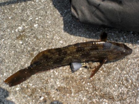 アイナメ・ガシラ祭り