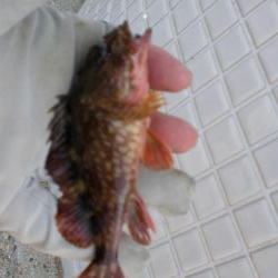 タコ釣れず・ガシラ