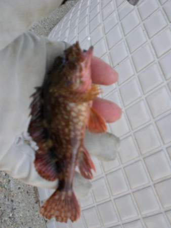 タコ釣れず・ガシラ