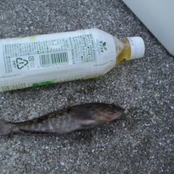 アイナメ・ガシラ