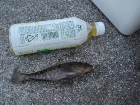 アイナメ・ガシラ