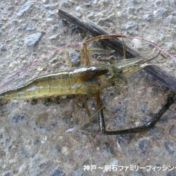 テナガエビはシーズン終わり?