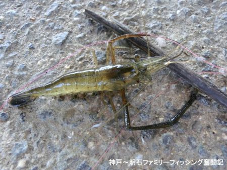 テナガエビはシーズン終わり？