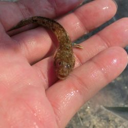 海水浴ついでにちょい投げ