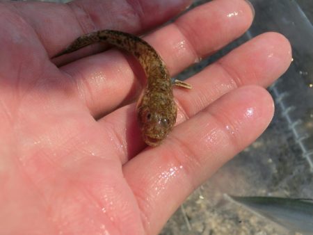 海水浴ついでにちょい投げ