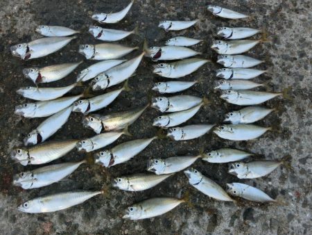 初アナゴとサビキ