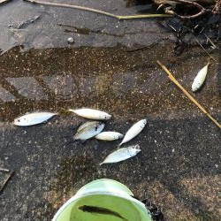 久しぶりのサビキ