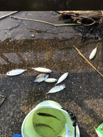 久しぶりのサビキ