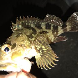 今夜はどうした？