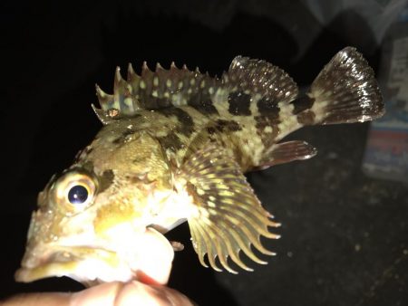 今夜はどうした？