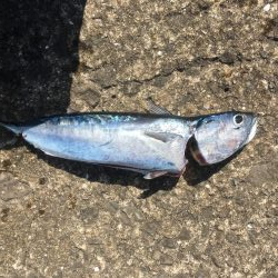 初の青物を目指して