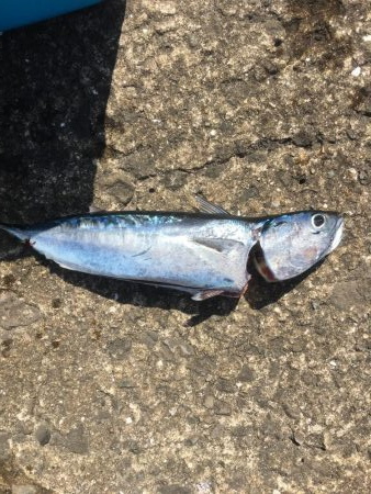 初の青物を目指して