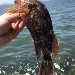 穴釣りデーゲーム