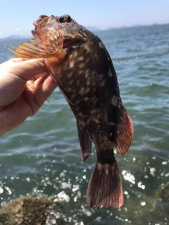 穴釣りデーゲーム