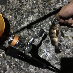 メバリングとガシリング