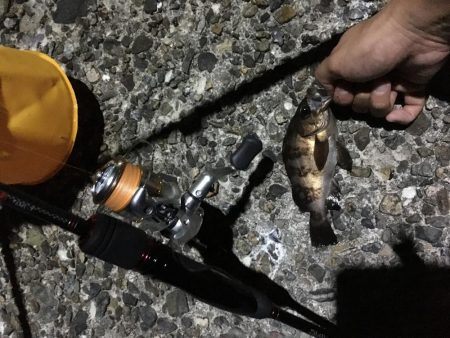 メバリングとガシリング