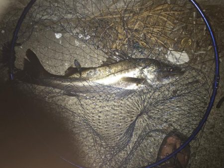 空き缶釣れた後のナイスフィッシュ