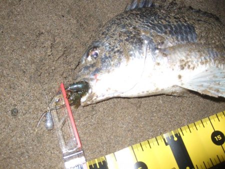 ２０１８ キビレ調査NO、１７