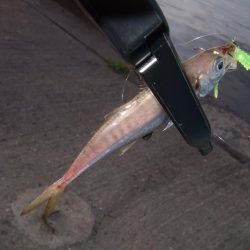 今年初アジング